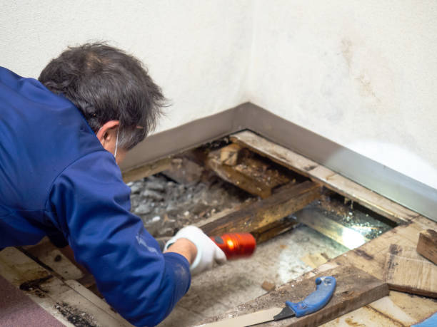 Best Preventive Mold Services in Divernon, IL