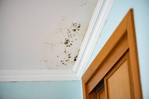 Best HVAC Mold Remediation in Divernon, IL