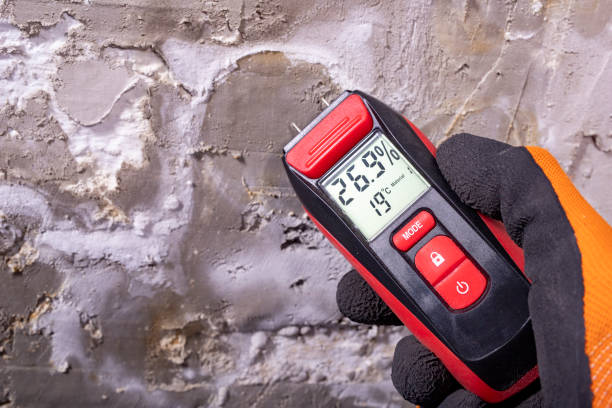 Best Black Mold Remediation in Divernon, IL