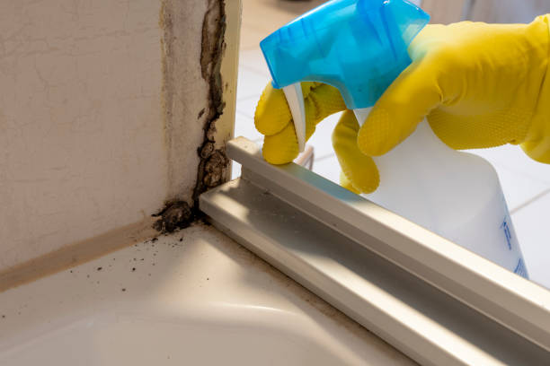 Best Post-Flood Mold Remediation in Divernon, IL