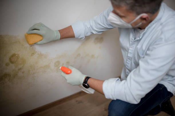 Best Health and Safety Mold Remediation in Divernon, IL
