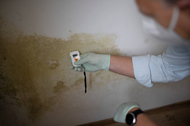 Professional Mold Remediation in Divernon, IL