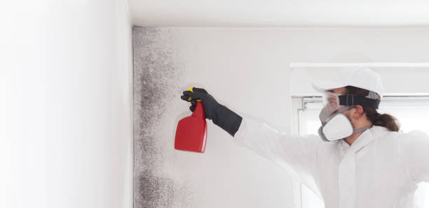 Best Industrial Mold Remediation in Divernon, IL